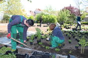 Mitarbeiter vom Stadthof pflanzen die Schattenastern genau nach Plan.