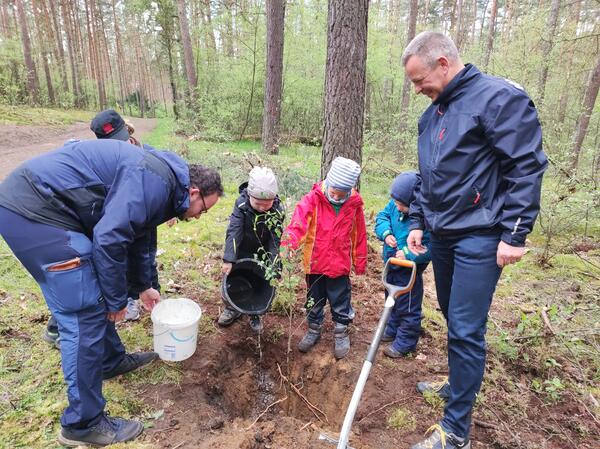 Konzentriert bei der Sache: Kinder des Waldkindergartens pflanzen den Baum des Jahres