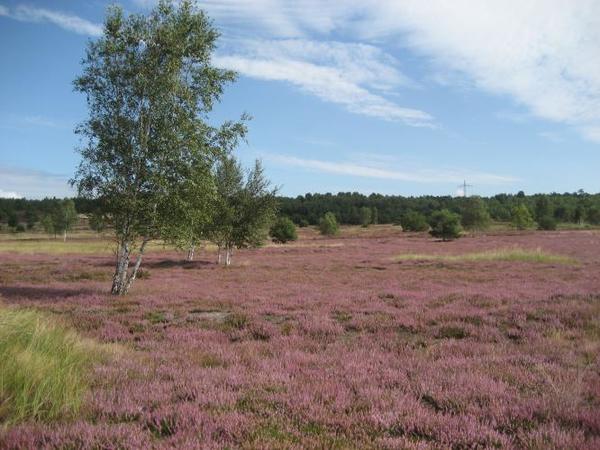Colbitz-Letzlinger Heide