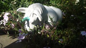 Einhorn