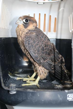 Der junge Wanderfalke vor seiner Rückkehr auf den Turm der Marienkirche.