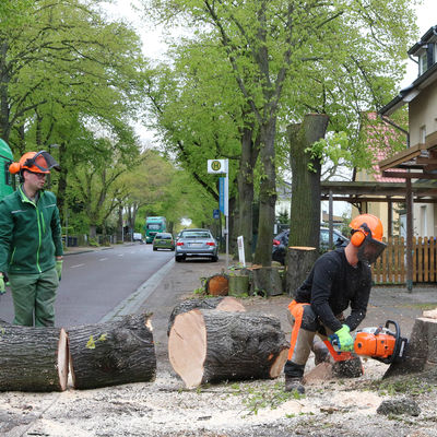 In Vorbereitung auf den Ausbau wurden im April drei Bäume mit starken Vitalitätsmängeln gefällt 