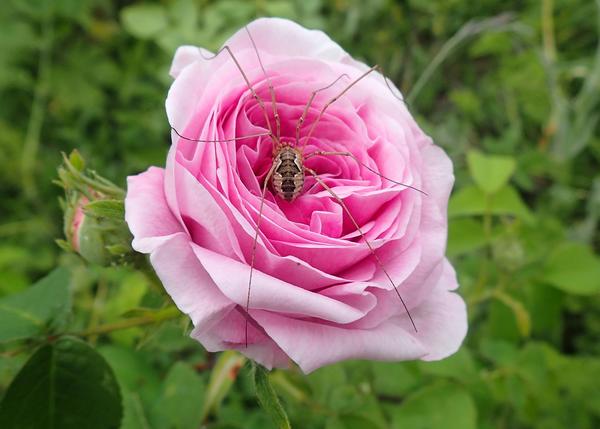 Rosenfreunde