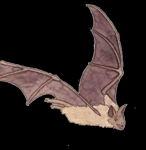 Fledermaus