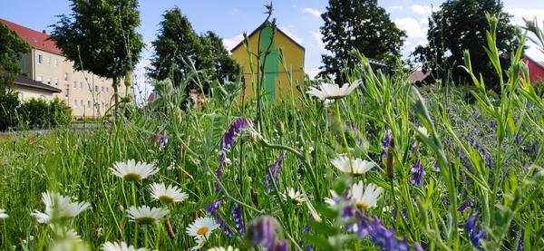 Blhwiese im Rolandgarten