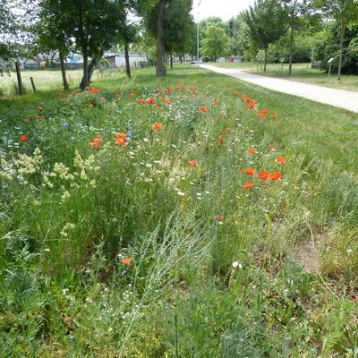 Wildblumenwiese am Naturerlebnispfad