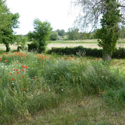 Wildblumenwiese am Naturerlebnispfad