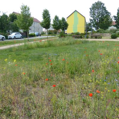 Wildblumenwiese im Rolandgarten