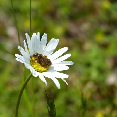 Wildblumenwiese Rolandgarten mit Biene