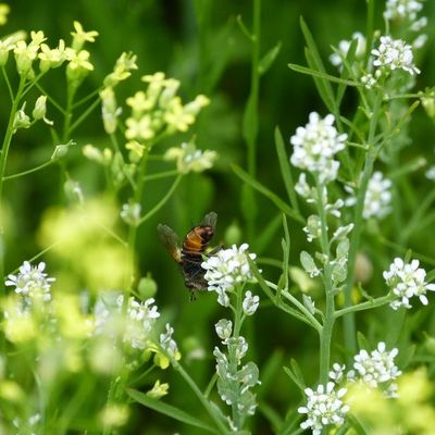 Neue Wildblumenwiese am Naturerlebnispfad 2021 mit Insekt