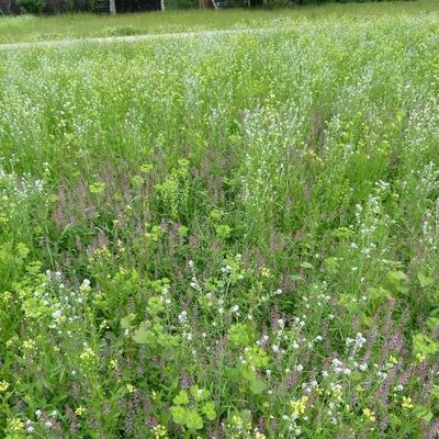 Neue Wildblumenwiese am Naturerlebnispfad von 2021