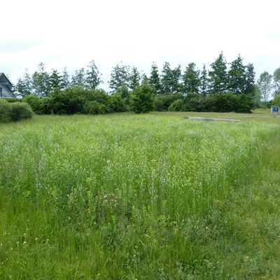 Neue Wildblumenwiese am Naturerlebnispfad 2021