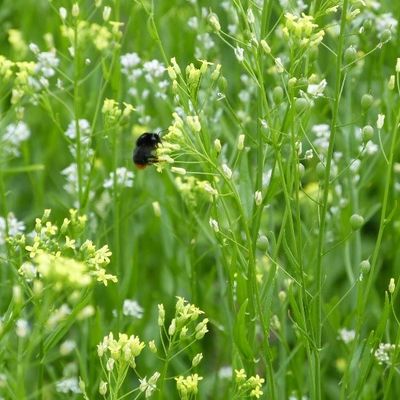 Neue Wildblumenwiese am Naturerlebnispfad von 2021 mit Hummel