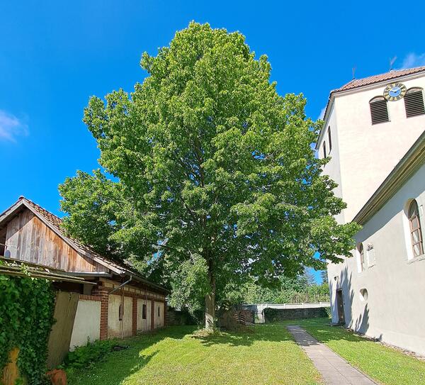 Bild_Baumschutzsatzung