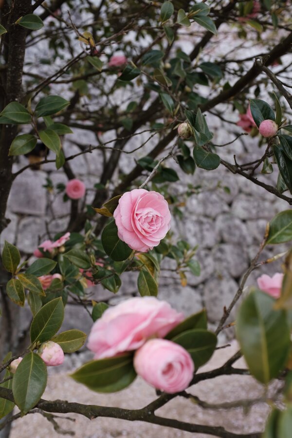 Vertical shot of a garden of pink roses with a blurry background