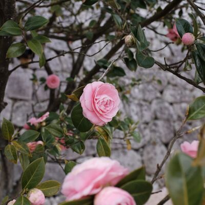 Vertical shot of a garden of pink roses with a blurry background