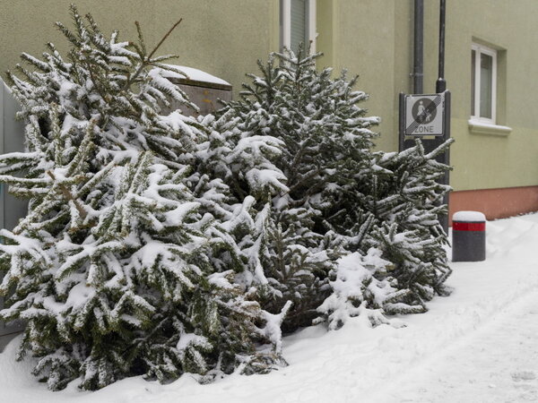 Weihnachtsbaum Entsorgung